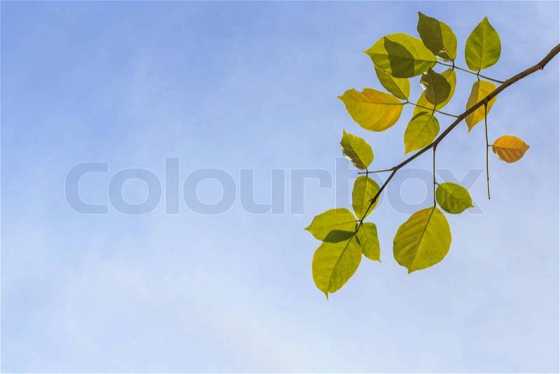 Tree leaves on blue sky background, stock photo