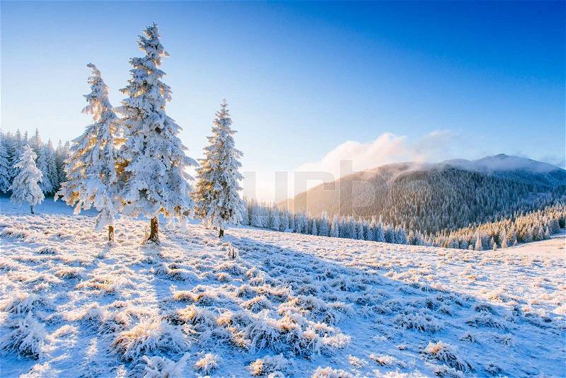 Magical winter snow covered tree , stock photo
