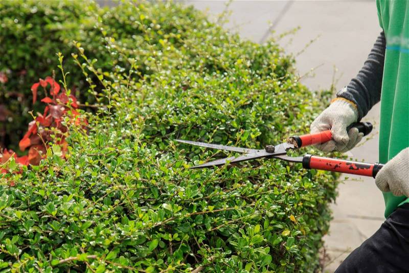 Pruning bushes in the garden, stock photo
