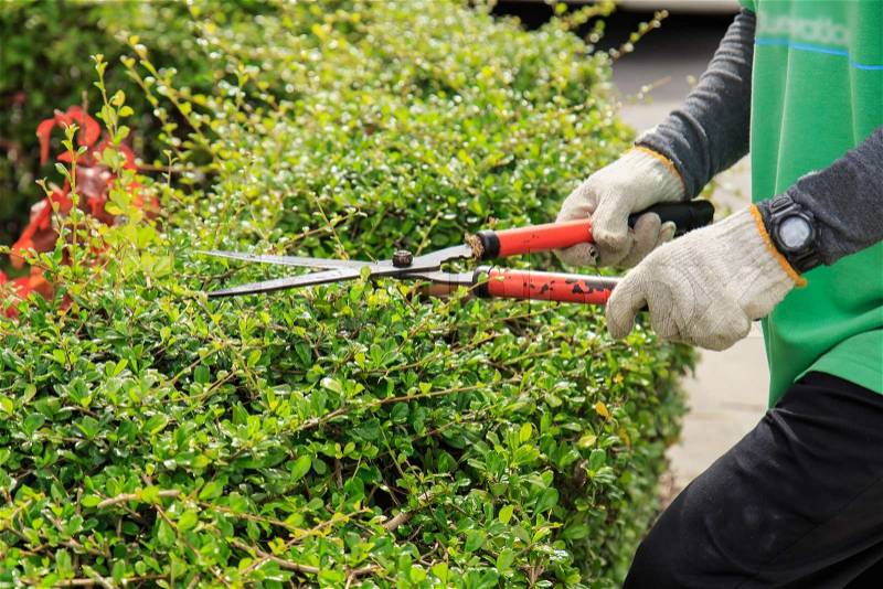 Pruning bushes in the garden, stock photo