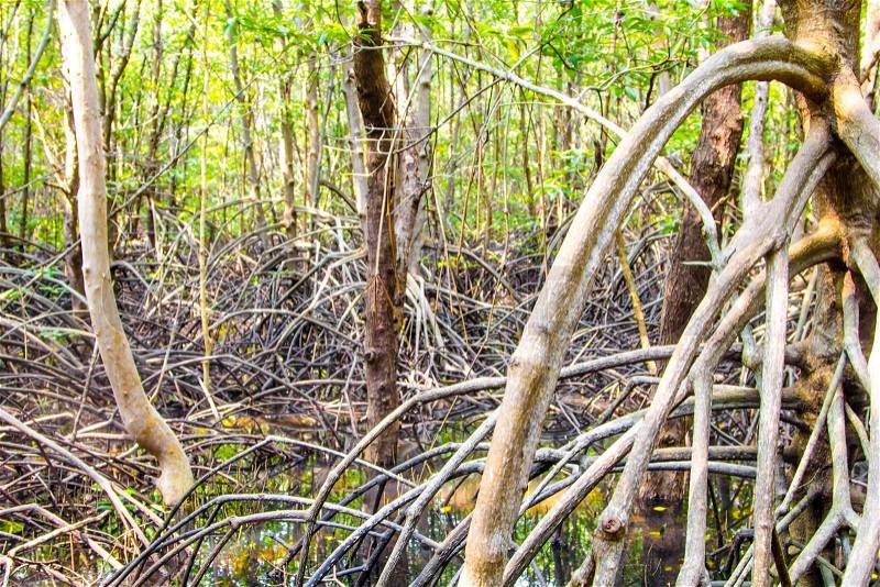 The roots of the mangrove trees, stock photo