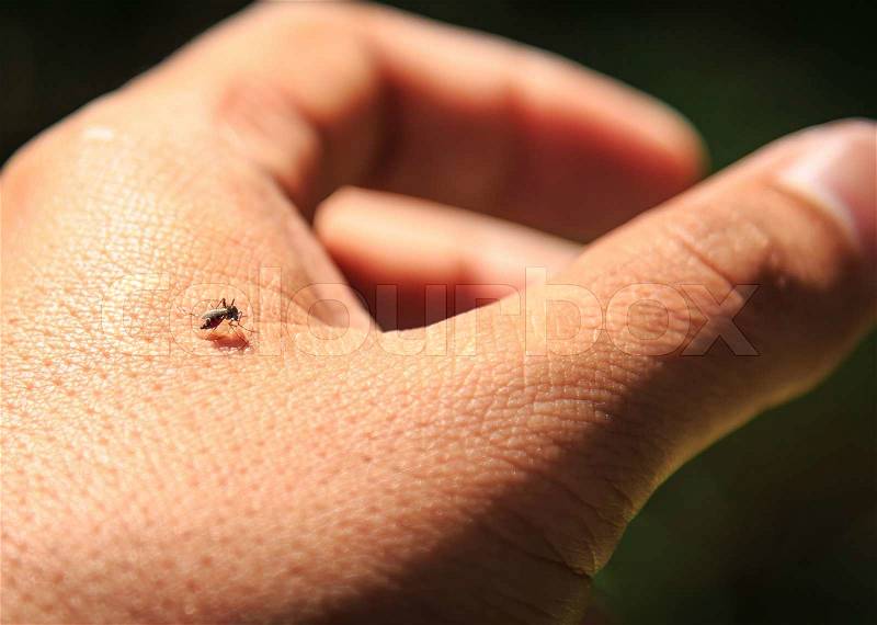 Mosquitoes are biting the hand, stock photo