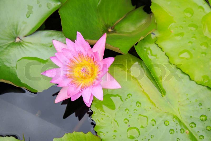 Lotus flower in water pond, stock photo