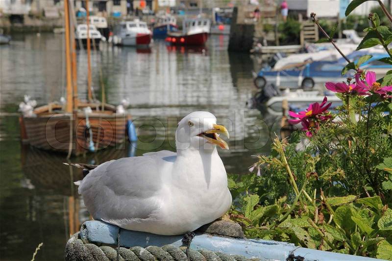 Attention for the screaming seagull and behind the bird the wonderful harbour of Polperro in summertime in Great Britain, stock photo