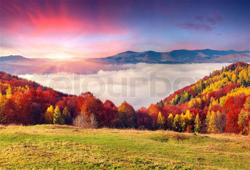 Colorful autumn morning in the Carpathian mountains. Sokilsky ridge, Ukraine, Europe, stock photo
