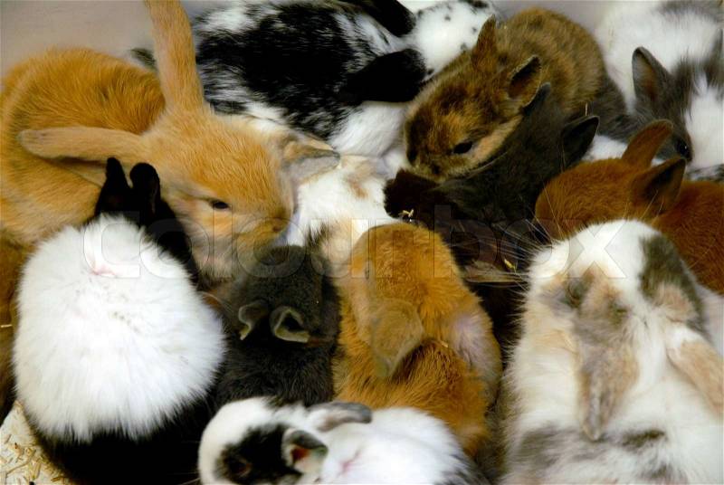 Young rabbits and guinea pigs in a store, stock photo
