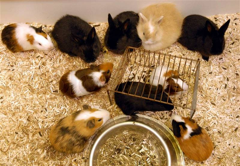 Young rabbits and guinea pigs in a store, stock photo