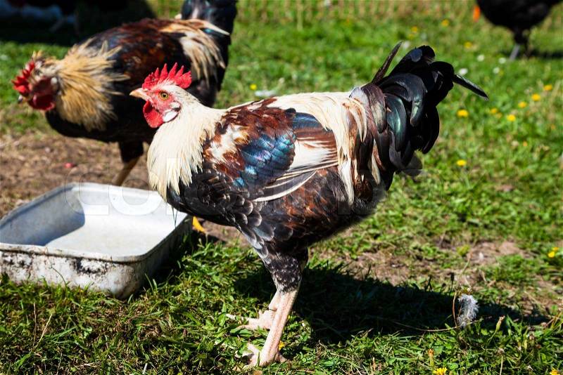 Free-range chickens, symbolic photo for welfare and organic farming, stock photo