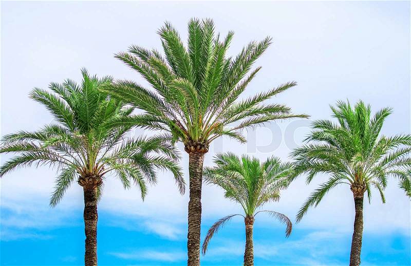 Green palms on the blue sky background, stock photo