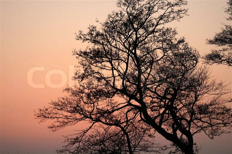 Forest , closeup on trees branches in the early morning with a warm orange sun, stock photo
