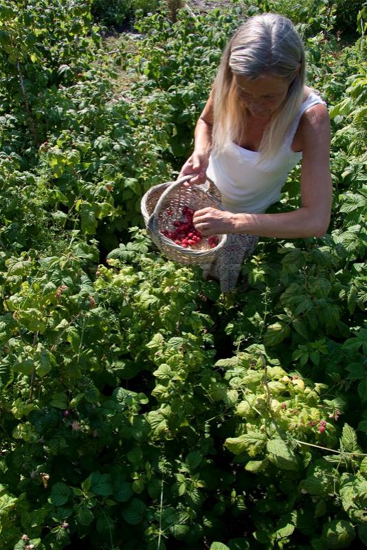 Blond girl with a basket picking berries, stock photo