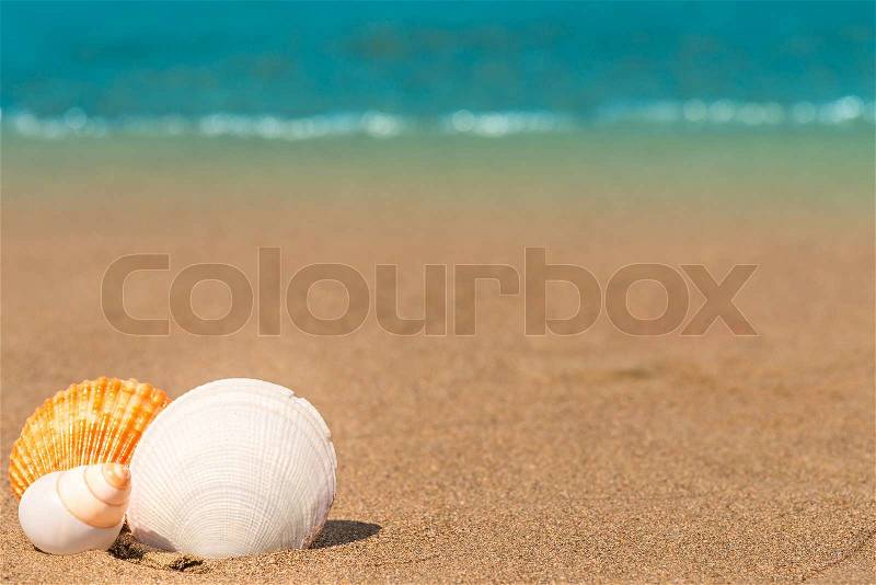 Group of sea shells in the corner of the frame, stock photo
