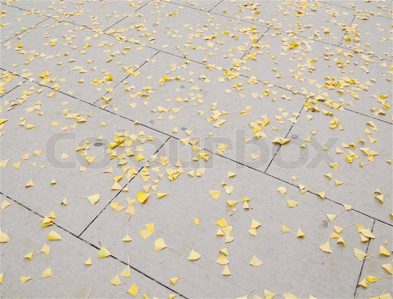 Brick pavement blocks with leaves, stock photo