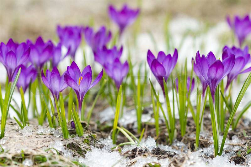 Beautiful violet crocuses on the snow, stock photo