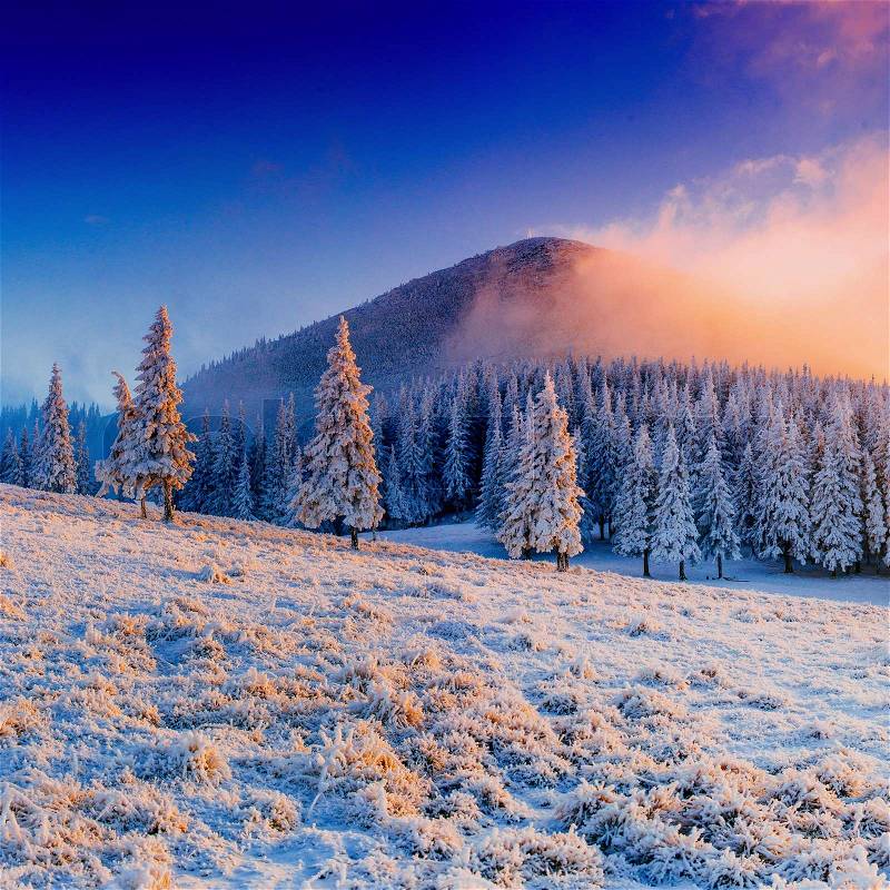 Winter landscape trees in frost, stock photo