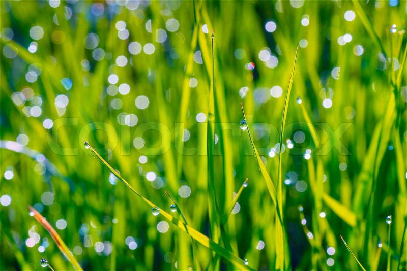 Background of dew drops on bright green grass , stock photo