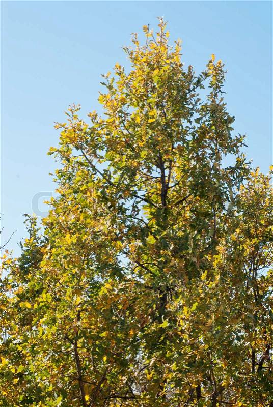 Green - yellow branches oak and blue sky , stock photo