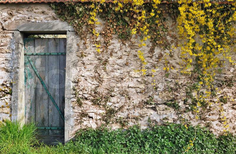 Vegetation on a stone wall of a garden with tatty wooden door , stock photo
