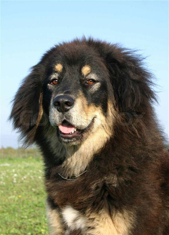 Portrait of a purebred tibetan mastiff in a field, stock photo