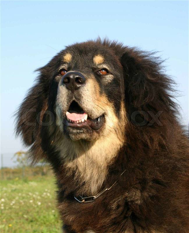 Portrait of a purebred tibetan mastiff in a field, stock photo