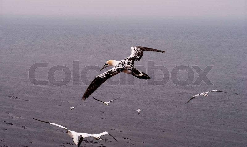 Young Northern Gannet flying over the North Sea close to Helgoland Island, Germany, stock photo