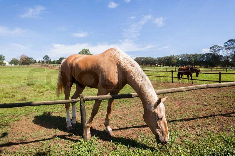 Horse portrait of equestrian animal closeup portrait farm field, stock photo