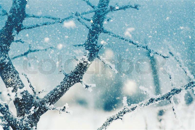 Seasonal backgrounds with snowfall over the forest, stock photo