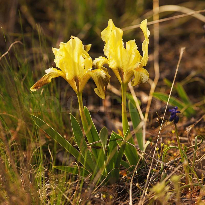 Wild yellow iris flower growing in nature, stock photo