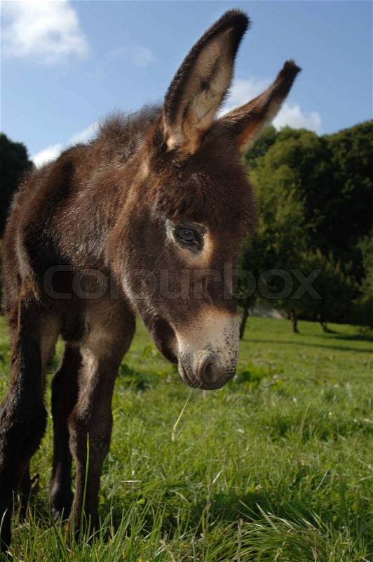 Young Donkey Foal, stock photo
