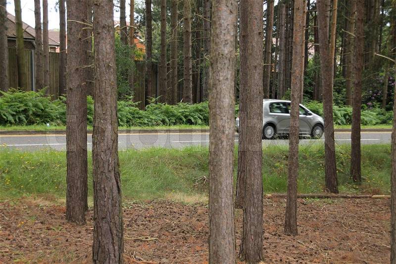 The grey car drives along the trunks in the forest in the summer, stock photo