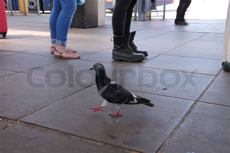 The passengers waiting for the bus in the bus station and a walking common wood pigeon in summertime, stock photo