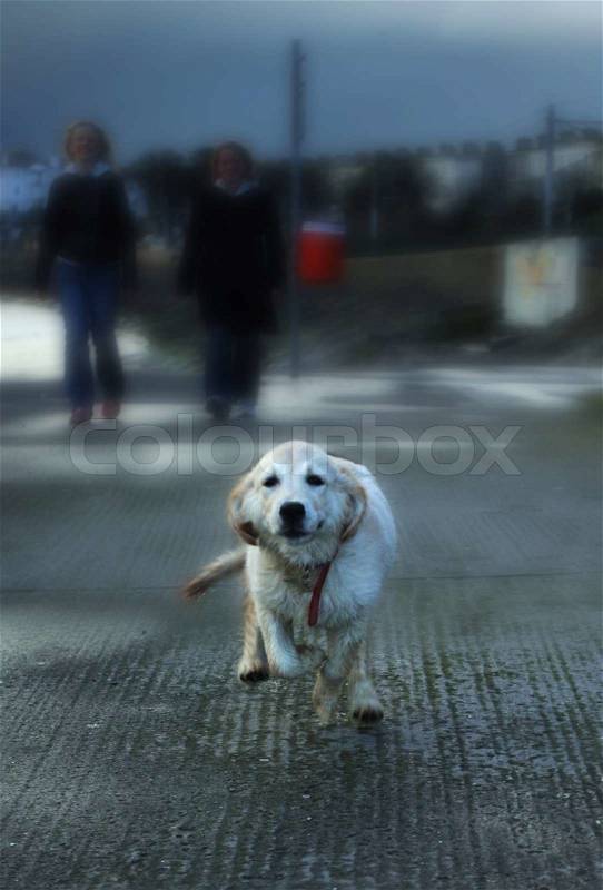 Stock image of 'dogs, pets, run'