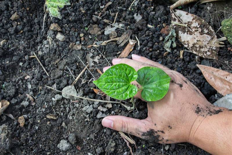 Hands holding green sprout with soil, stock photo