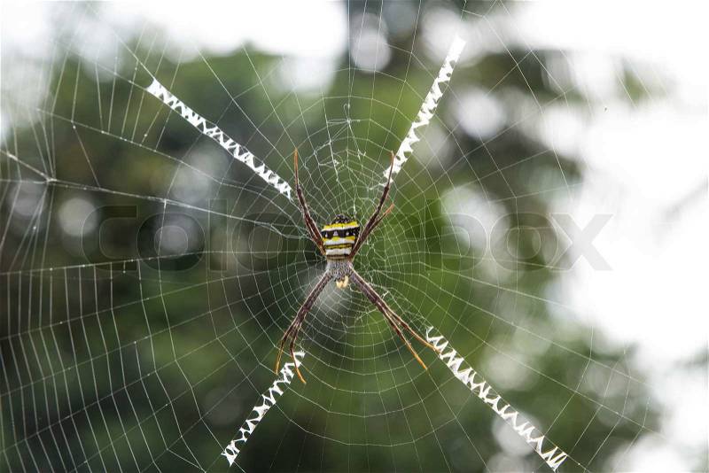 Spider on the web, stock photo