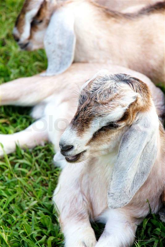 Close up image of baby goat sleep in the farm, stock photo