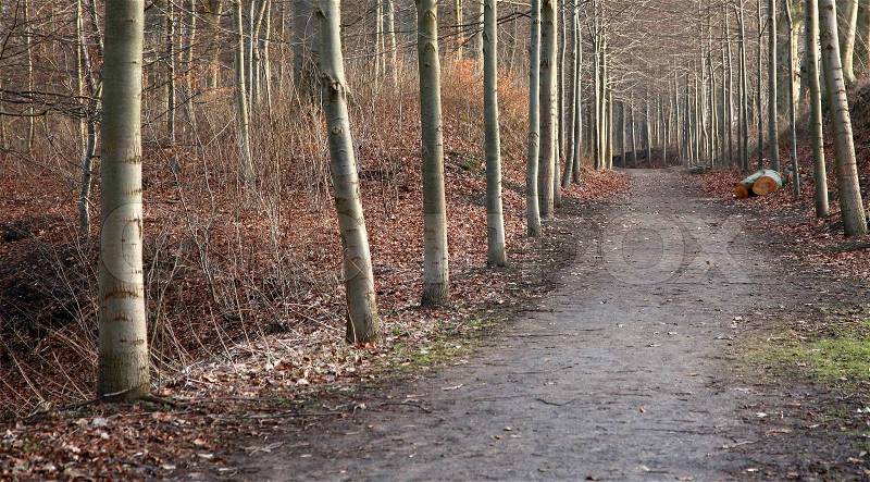 Forest , alley to the forest in Denmark at the end of the winter season, stock photo