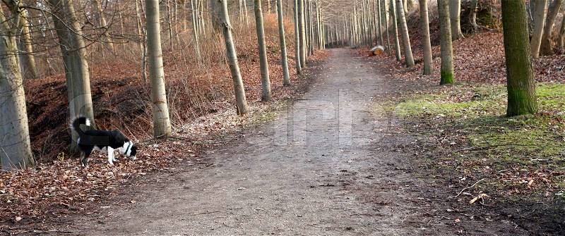 Forest , alley to the forest in Denmark at the end of the winter season, stock photo