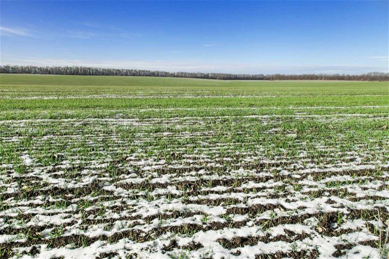 Grain field covered by snow in winter, stock photo