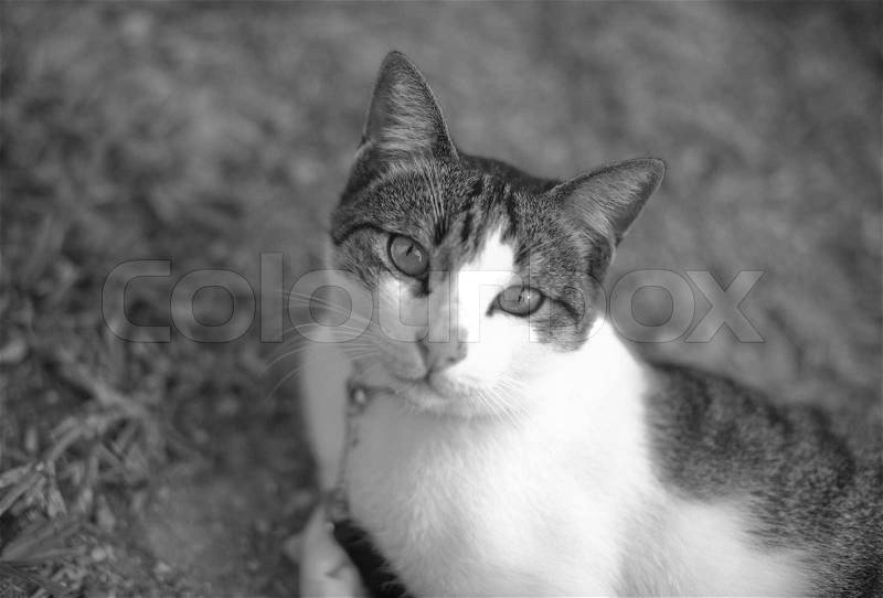 Black and white digital rectangular horizontal photo of white and tabby cat in garden looking at camera. Shallow depth of focus with background of garden grass defocused. , stock photo