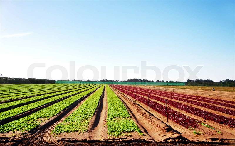 Arable land with young vegetables, stock photo