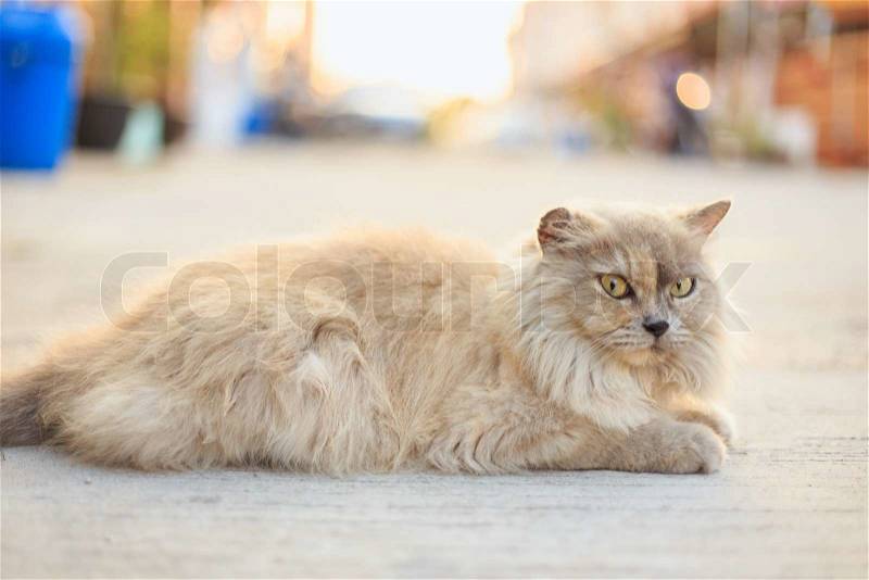 Close Brown cat. Animal portrait, stock photo
