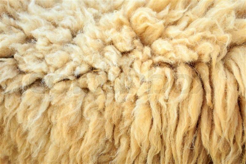 Wool sheep, stock photo