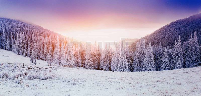Winter landscape trees in frost , stock photo