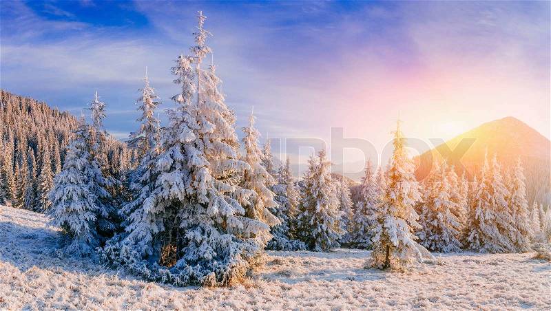 Winter landscape trees in frost , stock photo