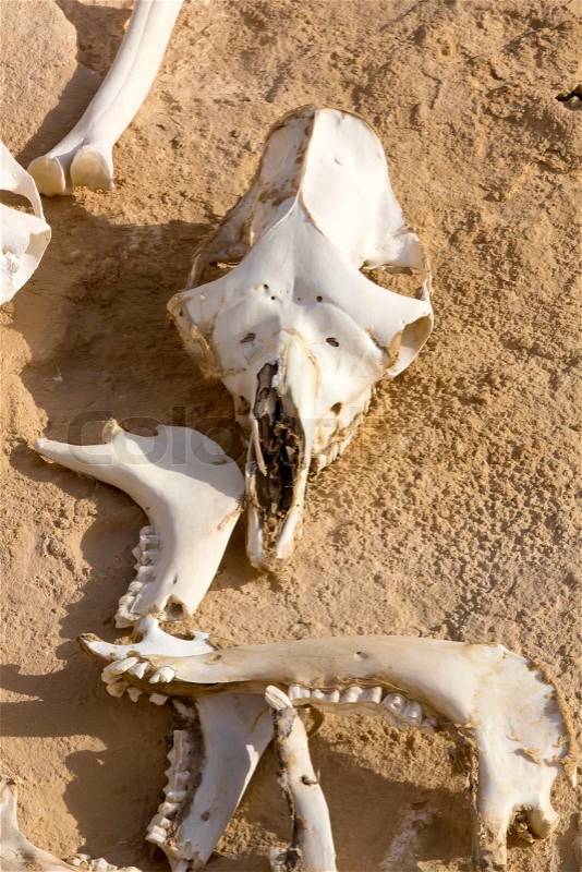 Bones of animals on dry land sand, stock photo