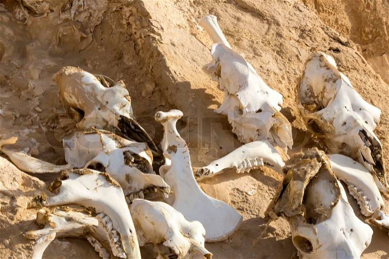 Bones of animals on dry land sand, stock photo