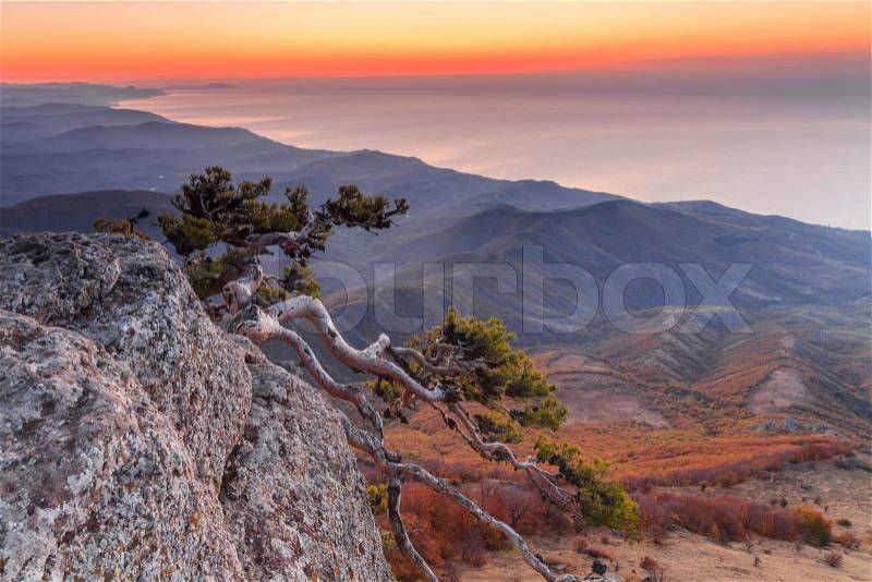 Sunset landscape on a high mountain overlooking the sea and curly pine. Crimea, stock photo