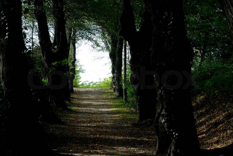 Danish park and forest avenue to the light close to the sea, stock photo