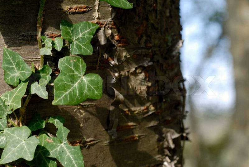 Close-up ivy outdoors on old cherry tree in a Danish forest, stock photo