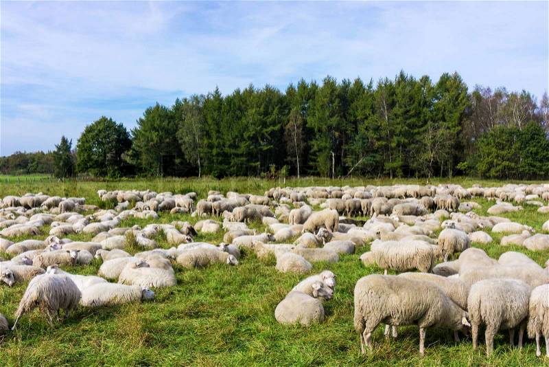 Herd of sheep. sheep grazes on a green field, stock photo